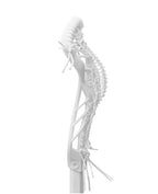 Warrior Anthem DS Valkyrie Women's Strung Head